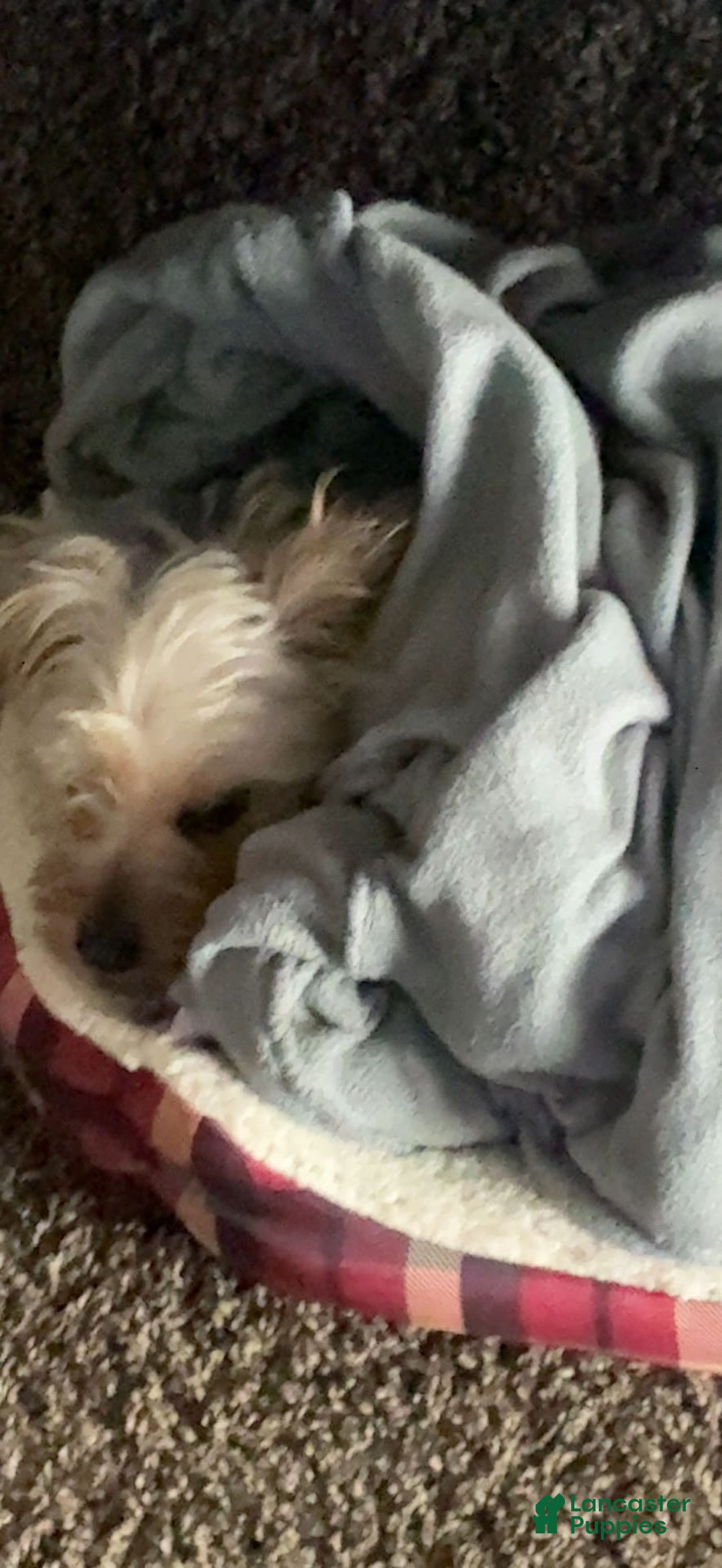 Yorkshire Terrier dogs for sale: Pepper - Image 1