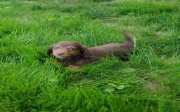 Dachshund dogs for sale: Otis - Image 5