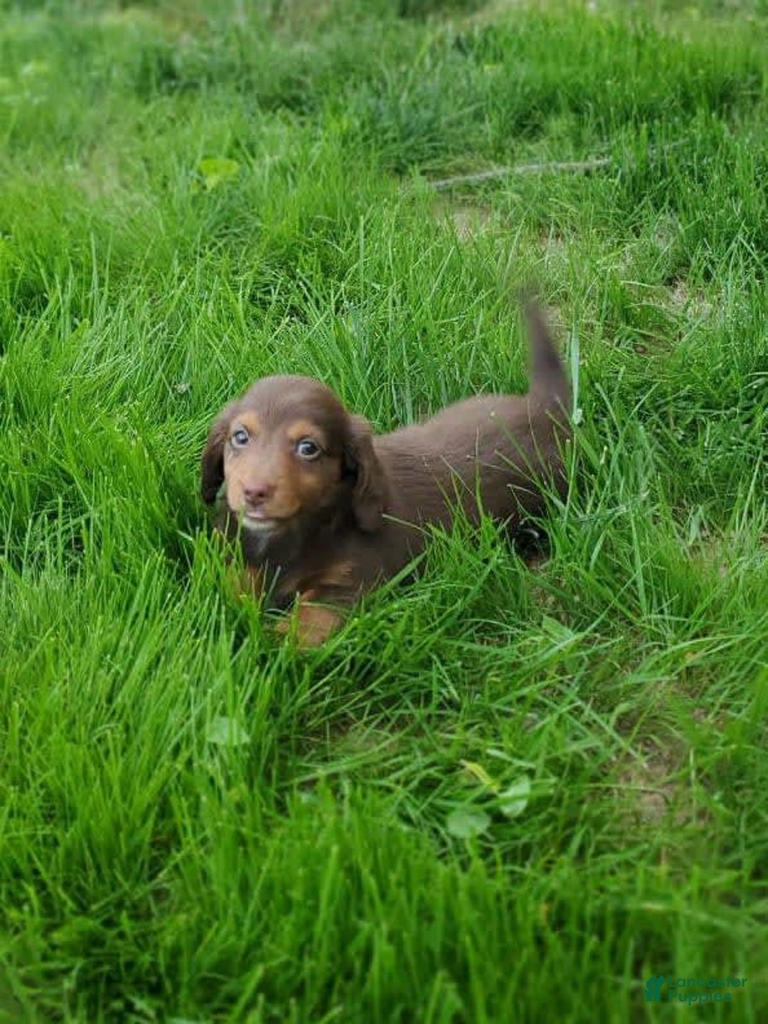 Dachshund dogs for sale: Otis - Image 5