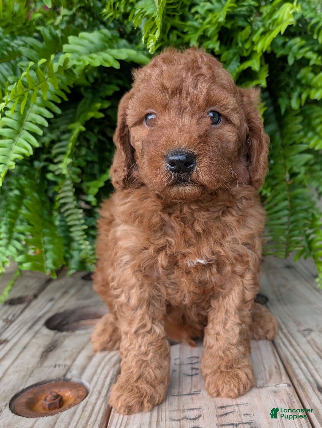 Mini Goldendoodle dogs for sale: Mini -kobe - Image 3