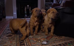 Shar Pei dogs for sale: Rolo - Image 5