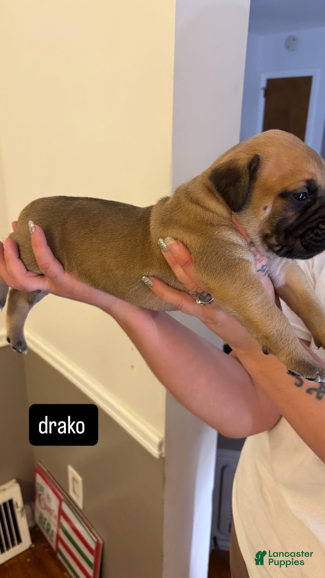 Cane Corso dogs for sale: Cane Corso 6 puppies - Image 13