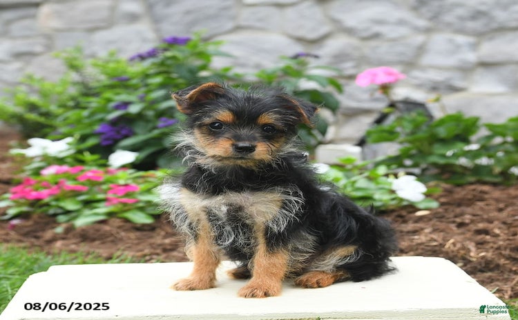 Yorkshire Terrier dogs for sale - Ad 1