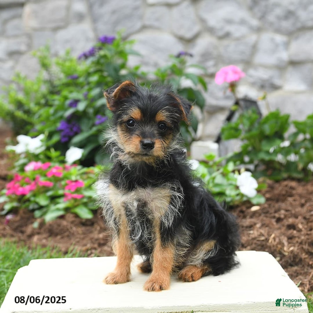 Yorkshire Terrier dogs for sale: Rose - Image 1