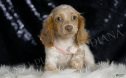 Miniature Dachshund dogs for sale: Lizzie - Image 4