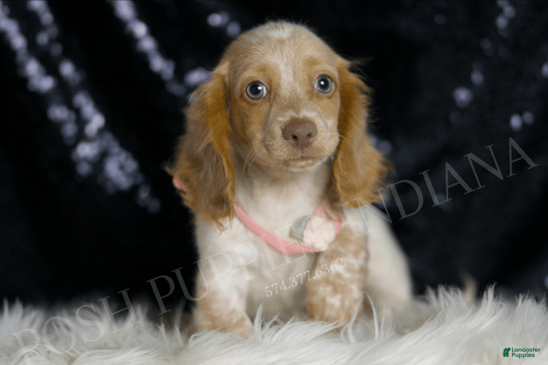 Miniature Dachshund dogs for sale: Lizzie - Image 4