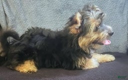 Yorkiepoo dogs for sale: Larry - Image 2