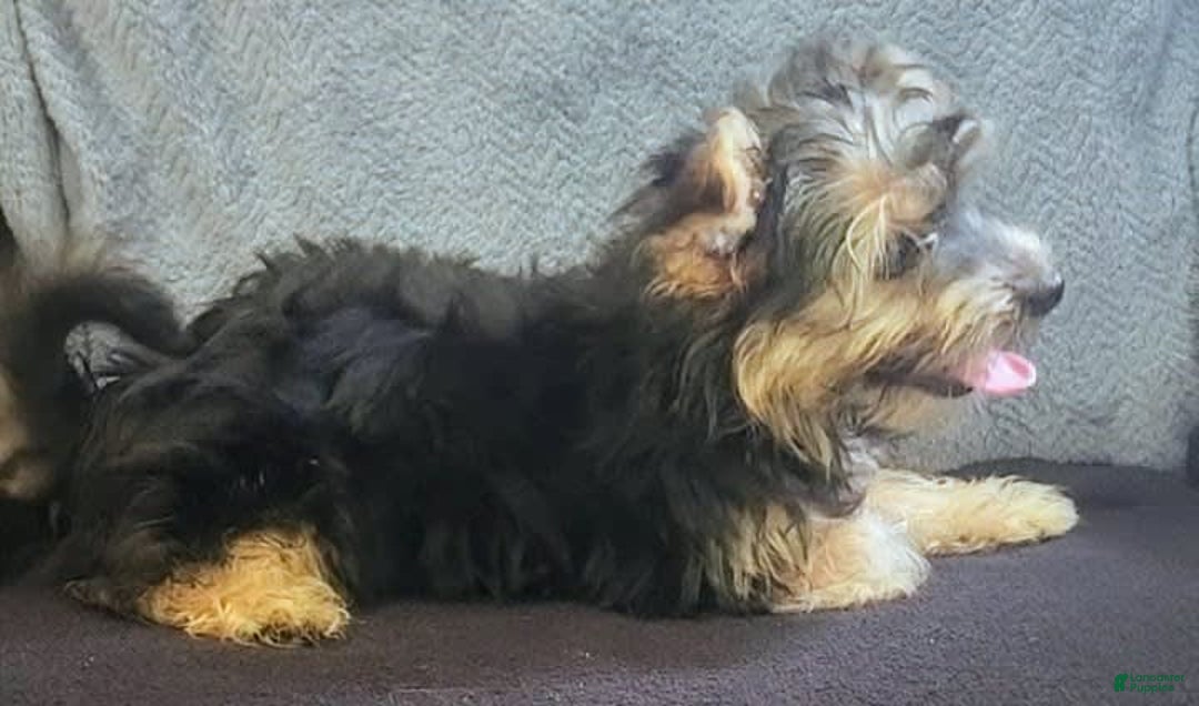Yorkiepoo dogs for sale: Larry - Image 2