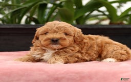 Mini Goldendoodle dogs for sale: Zorro - Image 6