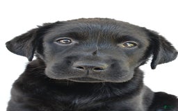 Labrador Retriever dogs for sale: Bell - Image 4