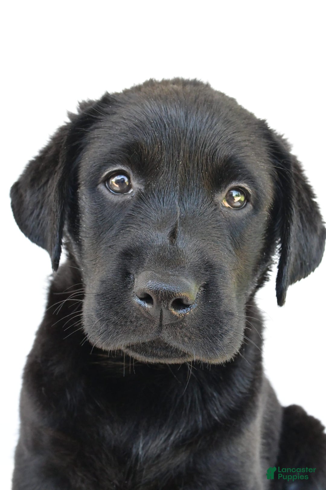 Labrador Retriever dogs for sale: Bell - Image 4