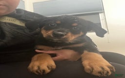 Rottweiler dogs for sale: Champ - Image 1