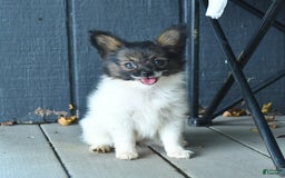 Papillon dogs for sale: Mia - Image 8