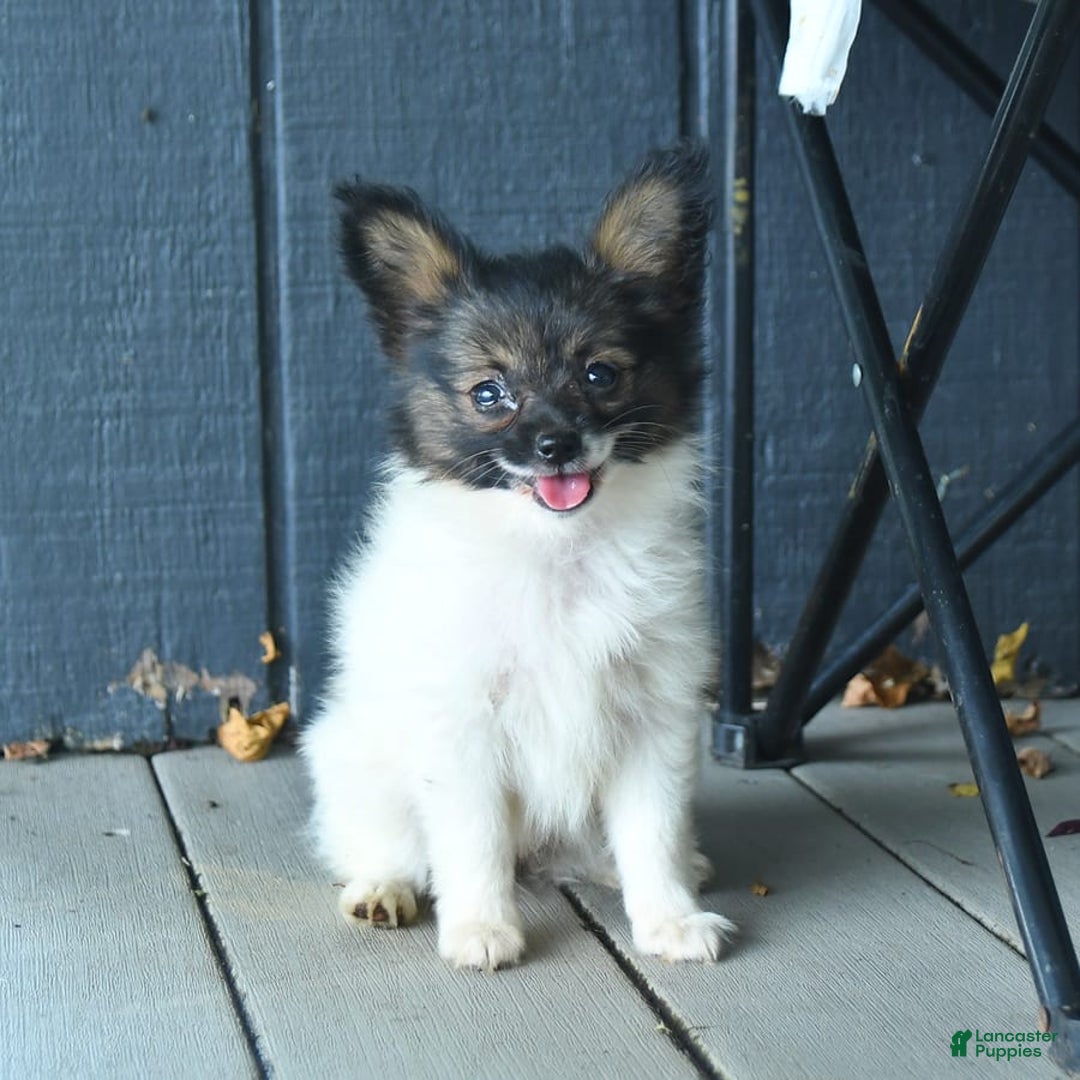 Papillon dogs for sale: Mia - Image 8