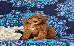 Miniature Poodle dogs for sale: Hana - Image 4