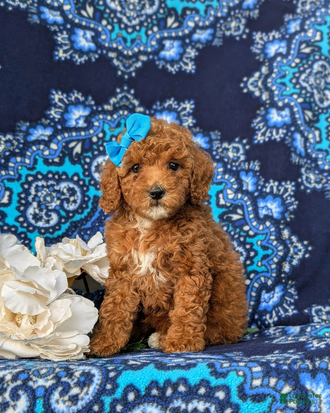 Miniature Poodle dogs for sale: Hana - Image 4