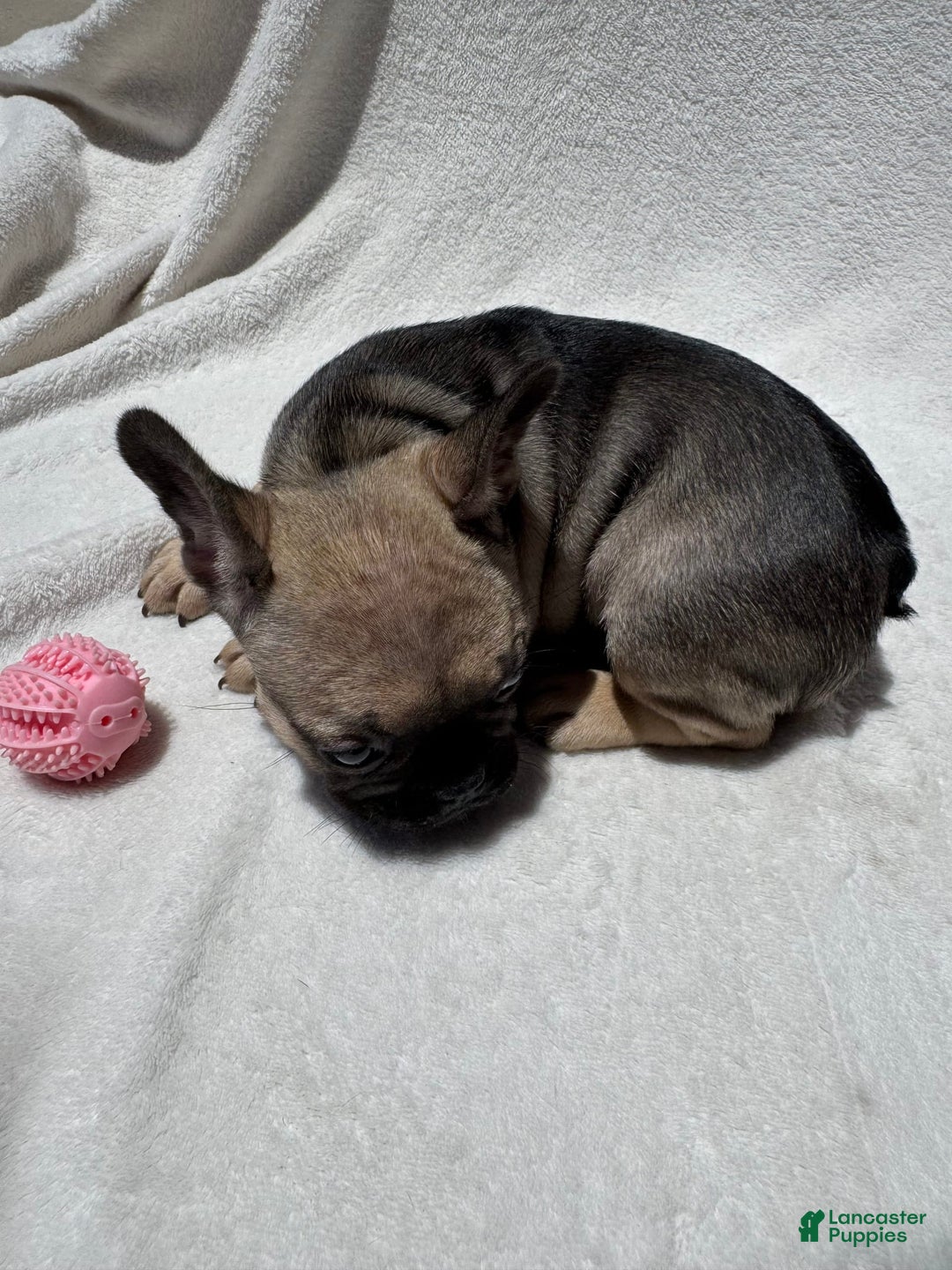 French Bulldog dogs for sale: Sasha - Image 6
