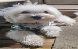 Maltese dogs for sale: Casper - Image 6