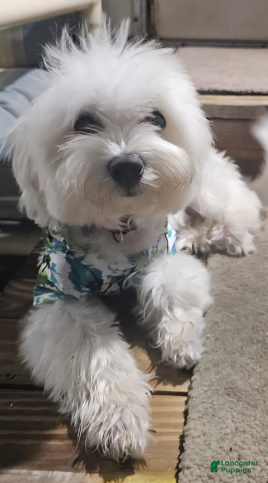Maltese dogs for sale: Casper - Image 6