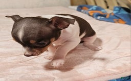 Chihuahua dogs for sale: Spunky - Image 2