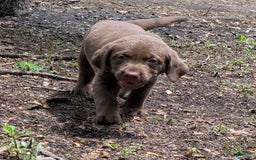 Labrador Retriever dogs for sale: Snips - Image 1
