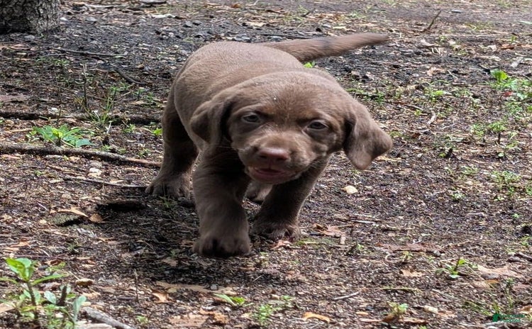 Labrador Retriever dogs for sale - Ad 1
