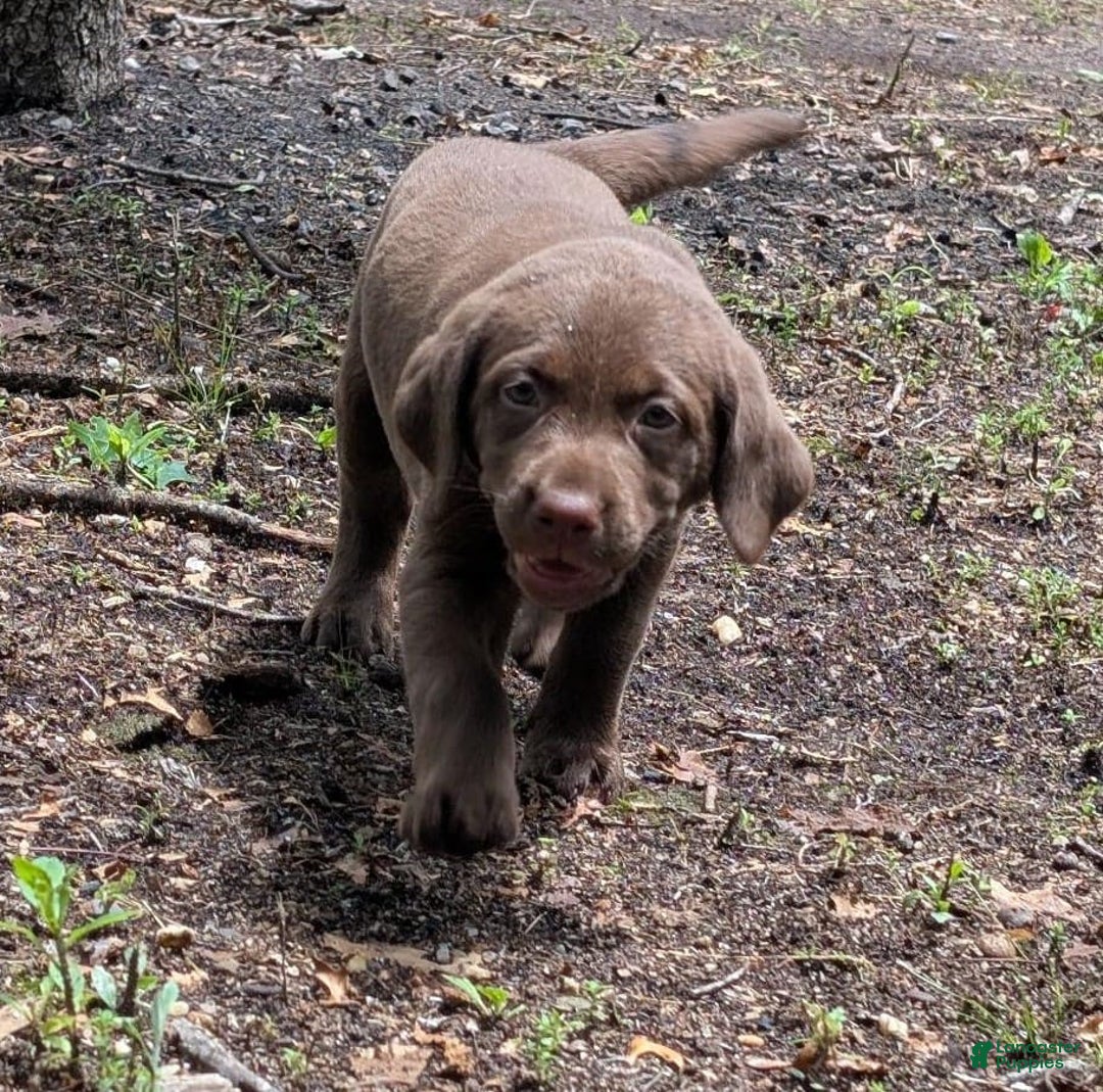 Labrador Retriever dogs for sale: Snips - Image 1