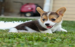Welsh Corgi Pembroke dogs for sale: Lyla - Image 13