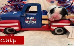Bernedoodle dogs for sale: Chip - Image 1
