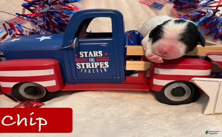 Bernedoodle dogs for sale - Ad 4