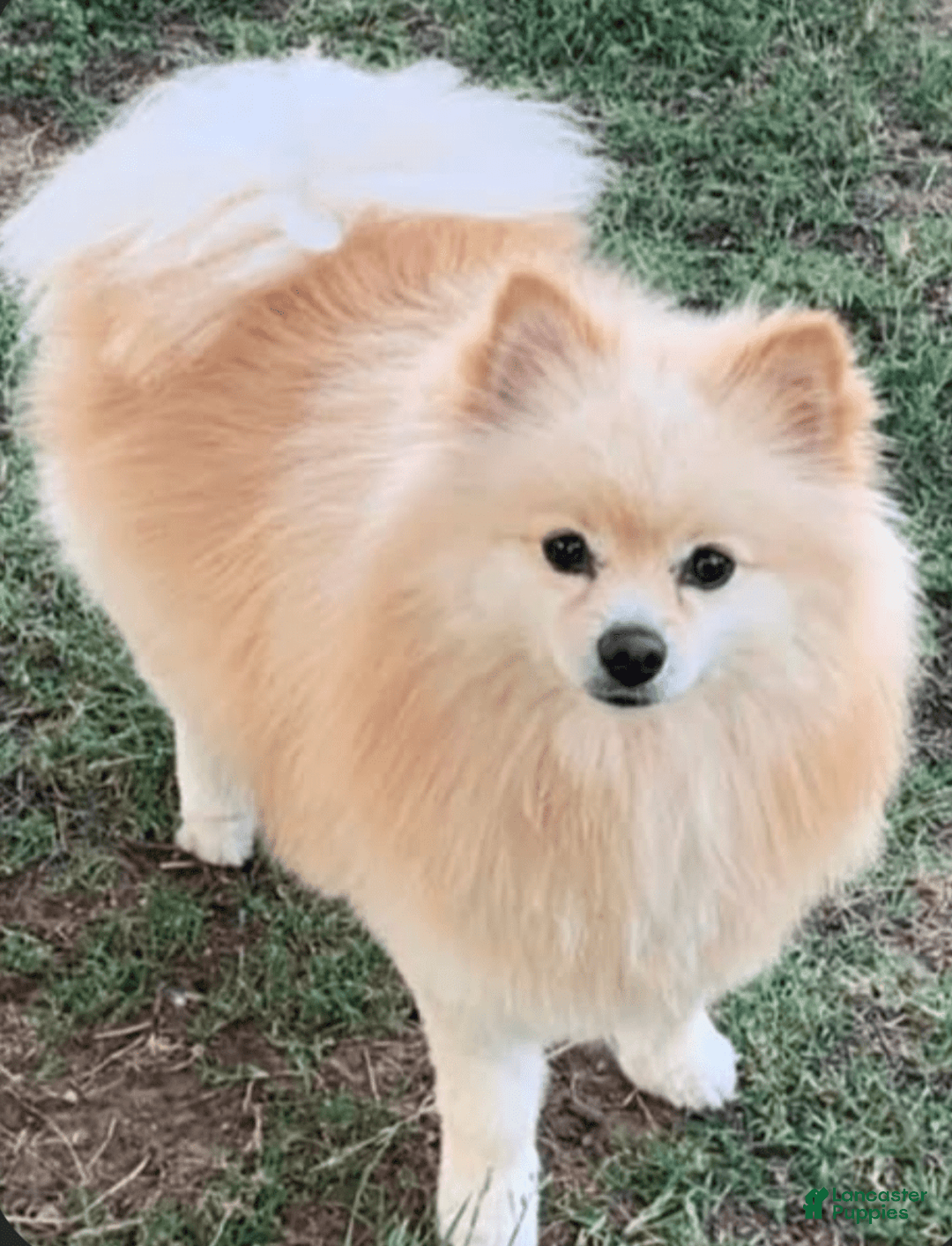 Pomeranian dogs for sale: Onyx - Image 5