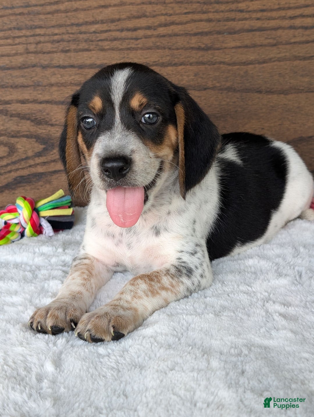 Beagle dogs for sale: Riley - Image 17