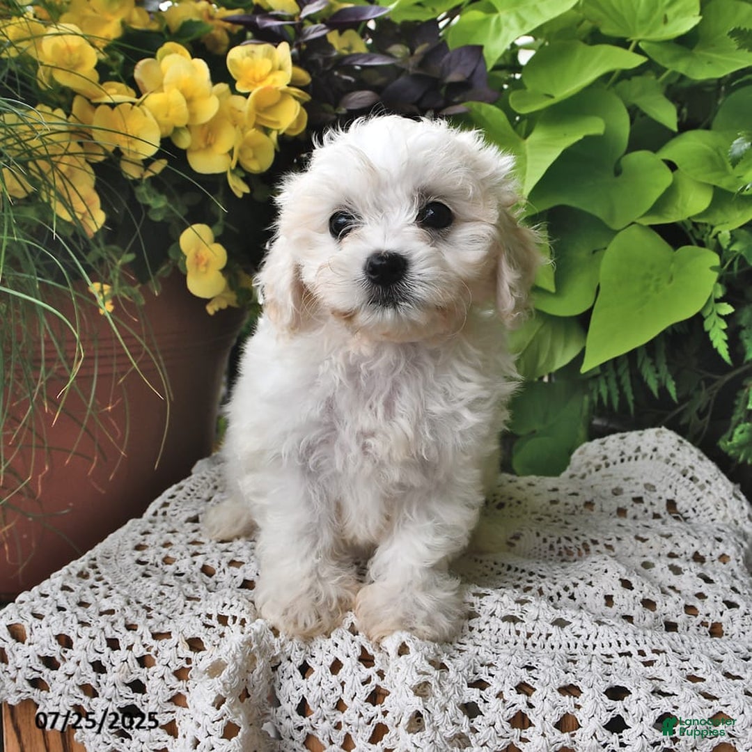 Cavachon dogs for sale: Maggie - Image 2