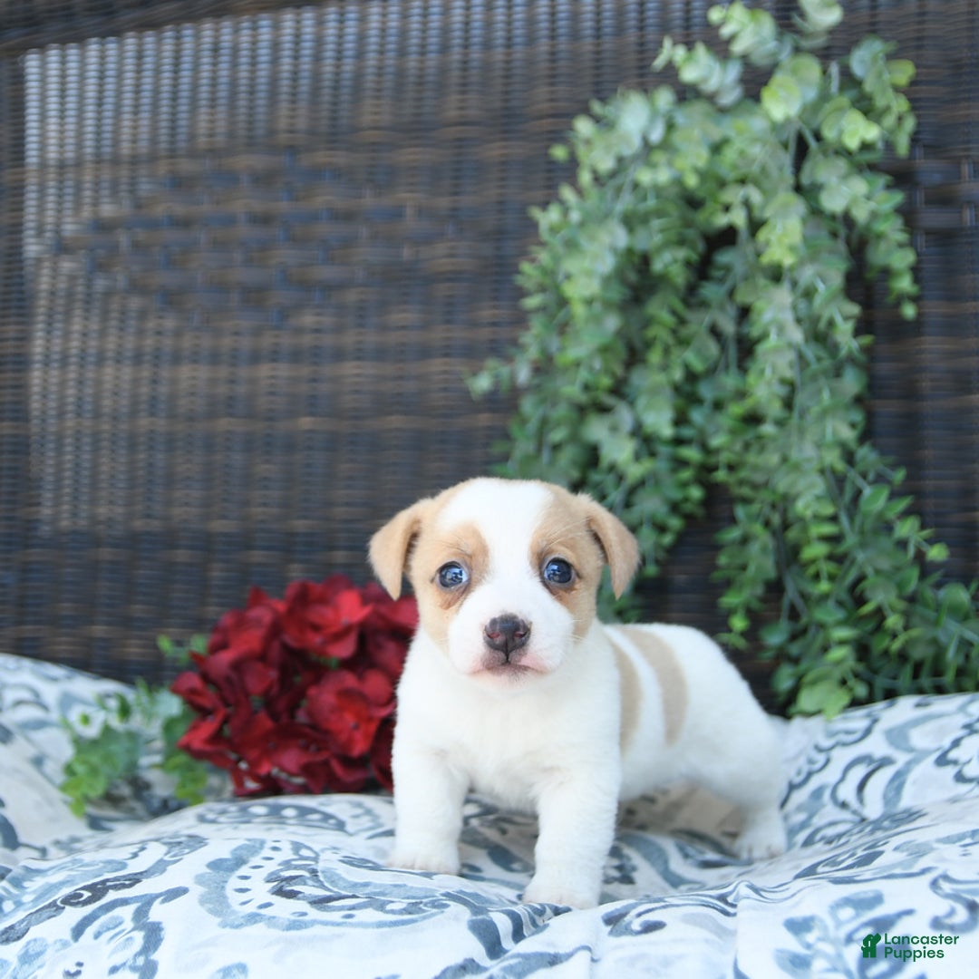 Jack Russell Terrier dogs for sale: Ranger - Image 15