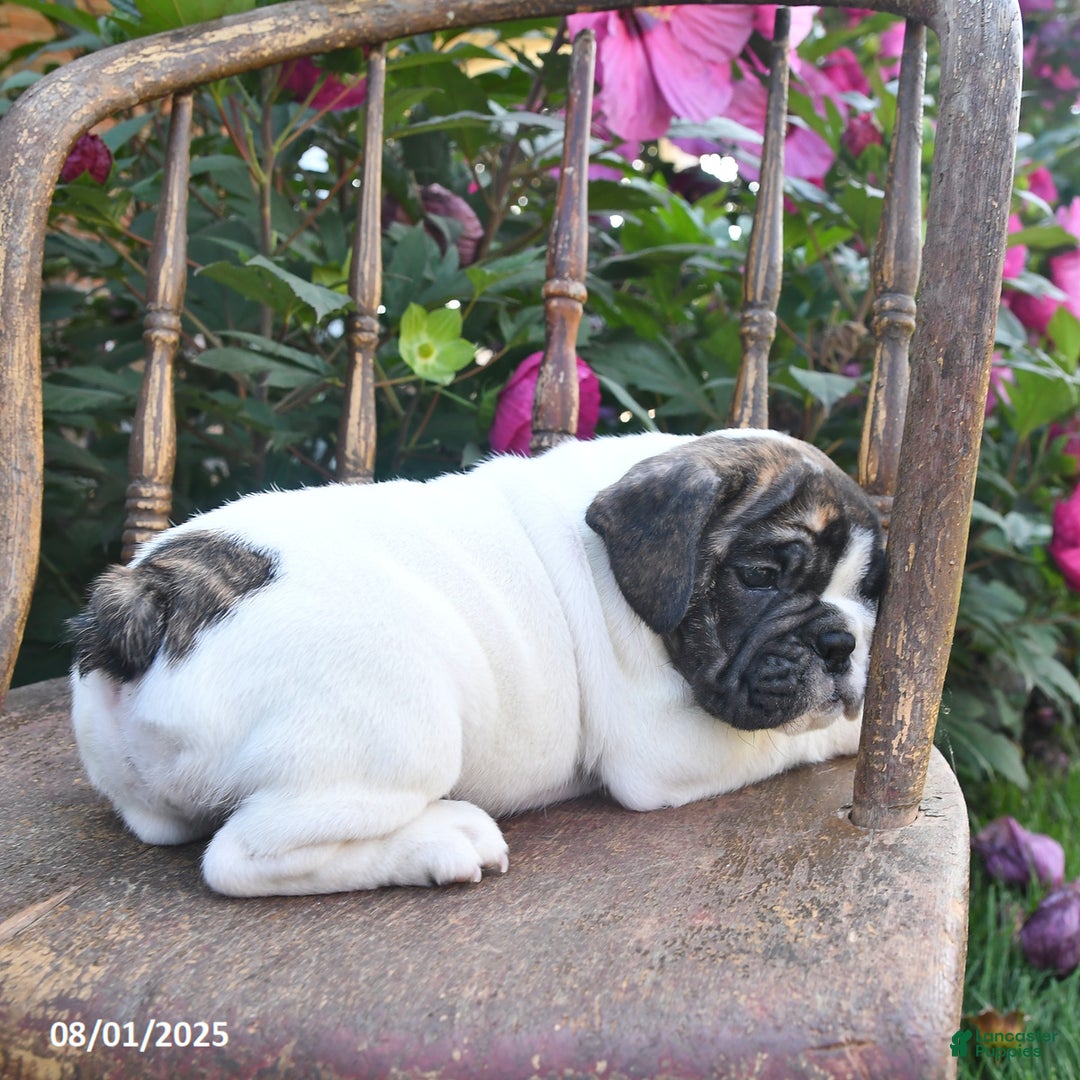 English Bulldog dogs for sale: Allace - Image 3