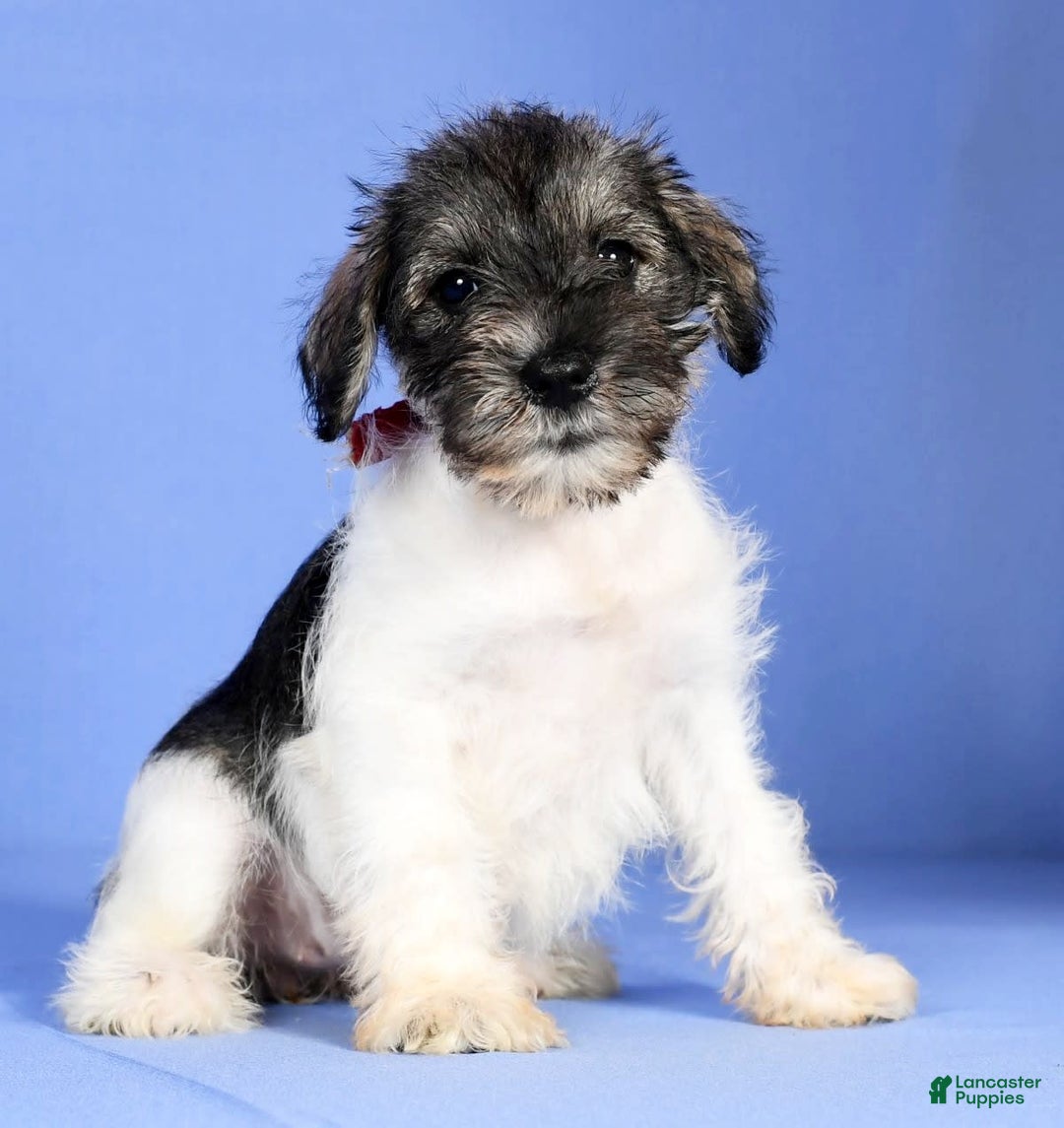 Miniature Schnauzer dogs for sale: Bella - Image 1