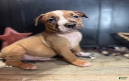 American Bully dogs for sale: Shadow - Image 13