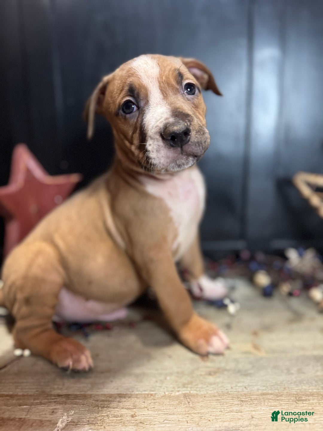 American Bully dogs for sale: Shadow - Image 13