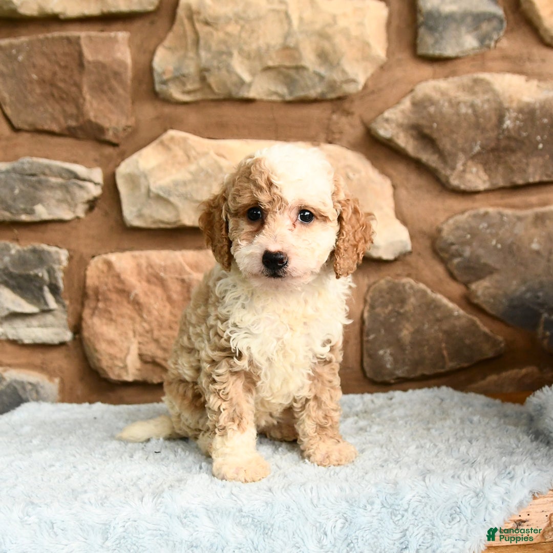 Miniature Poodle dogs for sale: Belle - Image 1
