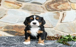 Miniature Bernese Mountain Dog dogs for sale: Magnolia - Image 2