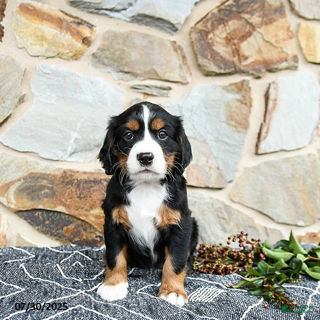 Miniature Bernese Mountain Dog dogs for sale: Magnolia - Image 2