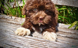 Havapoo dogs for sale: Classy - Image 8