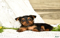 Yorkshire Terrier dogs for sale: Lucas - Image 8