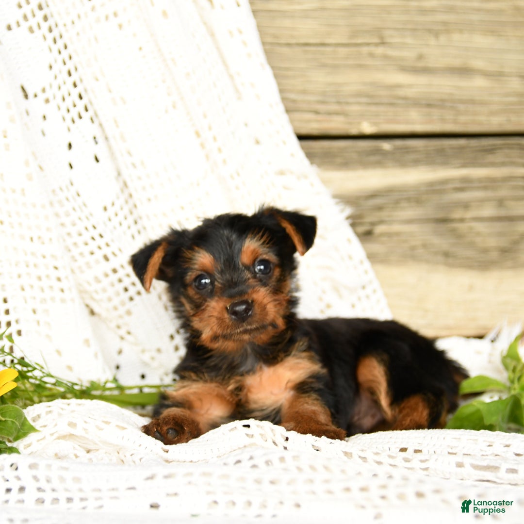 Yorkshire Terrier dogs for sale: Lucas - Image 8