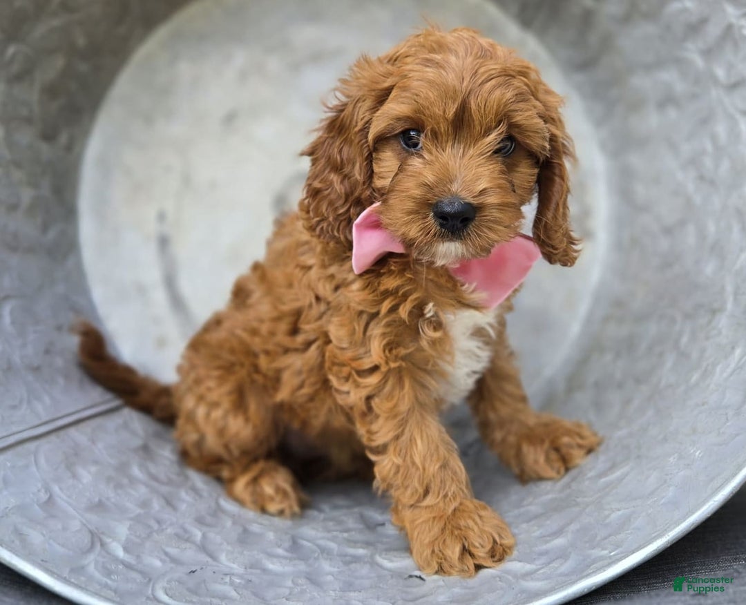 Cavapoo dogs for sale: Alice - Image 6