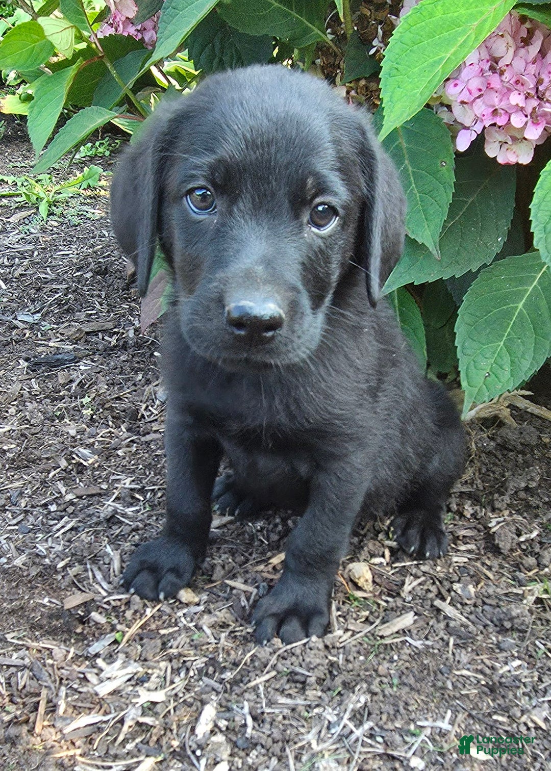 Labrador Retriever dogs for sale: Huk - Image 3