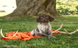 German Shorthaired Pointer dogs for sale: Brieanna AKC - Image 3