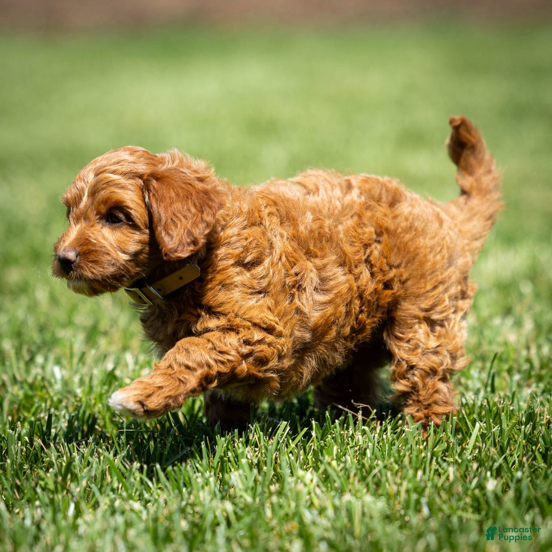 Goldendoodle dogs for sale: Ashley - Image 10