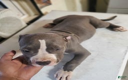 American Pit Bull Terrier dogs for sale: Mama - Image 3