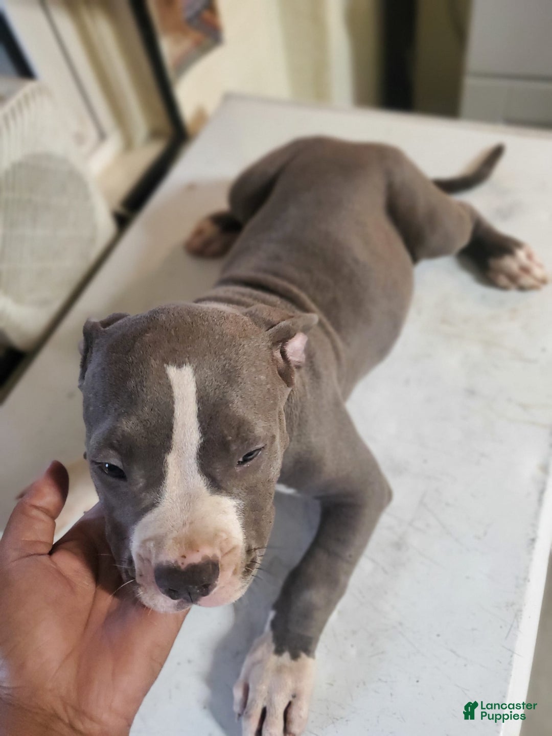 American Pit Bull Terrier dogs for sale: Mama - Image 3